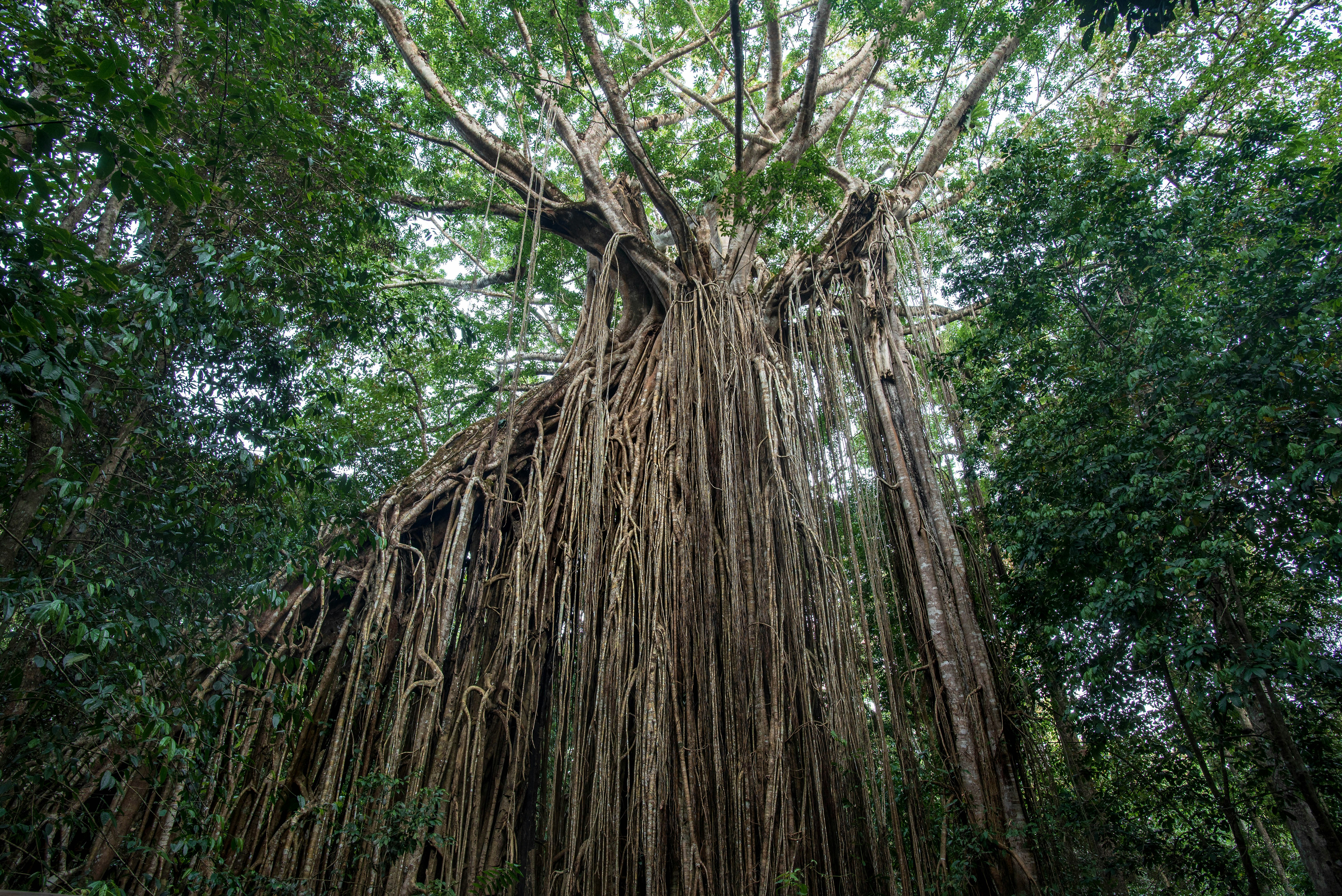 brown tree trunk during daytime